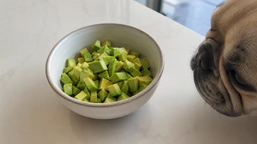 Small peeled avocado slices prepared as a safe treat portion for a French Bulldog