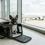 A French Bulldog resting inside an open travel carrier in an airport lounge.