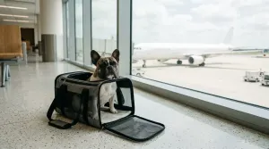 A French Bulldog resting inside an open travel carrier in an airport lounge.