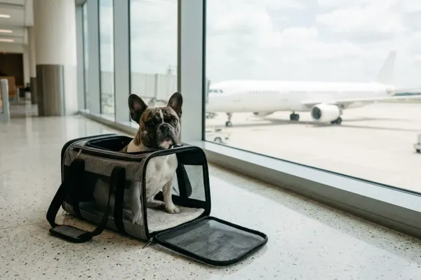 A French Bulldog resting inside an open travel carrier in an airport lounge.