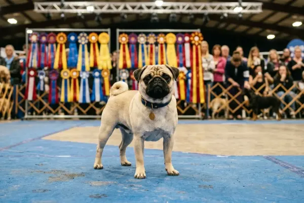 A pug standing proudly on a dog show ring mat after winning a competition.