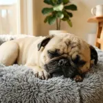A fawn Pug dog sleeping comfortably on a dog bed in a sunlit living room