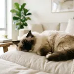 A healthy adult Ragdoll cat resting comfortably on a sofa illustrating the average lifespan of Ragdoll cats