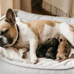 A mother French Bulldog resting in a cozy bed with her litter of three newborn puppies.