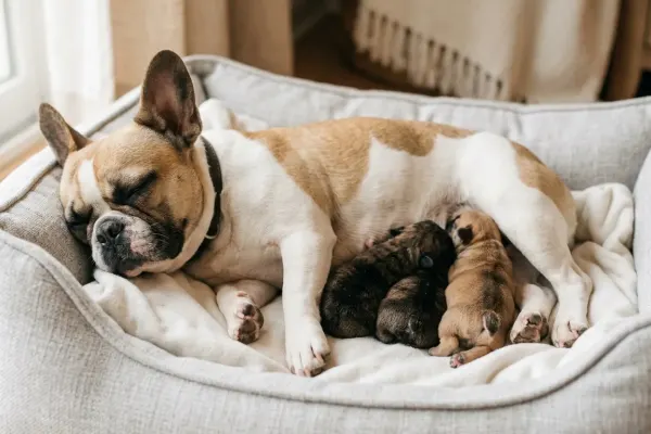 A mother French Bulldog resting in a cozy bed with her litter of three newborn puppies.