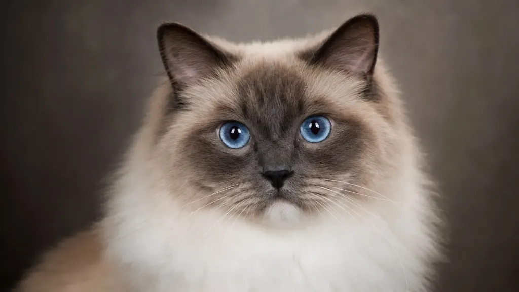 Close-up view of a Ragdoll cat facial features and blue eyes