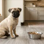 Fawn pug sitting next to a bowl of dog food in a home kitchen.