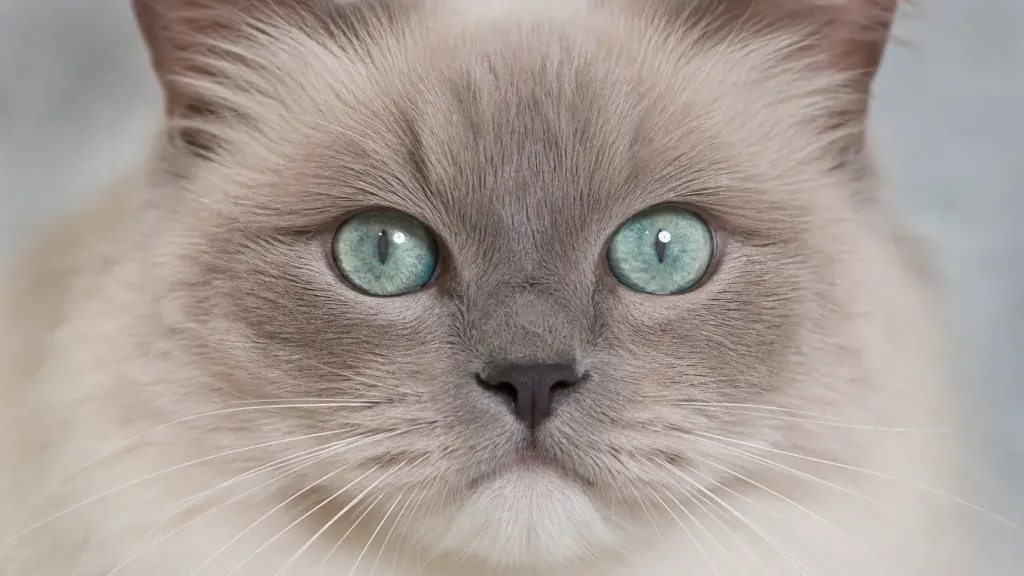 Close-up of a mink Ragdoll cat displaying bright aqua blue-green eyes.