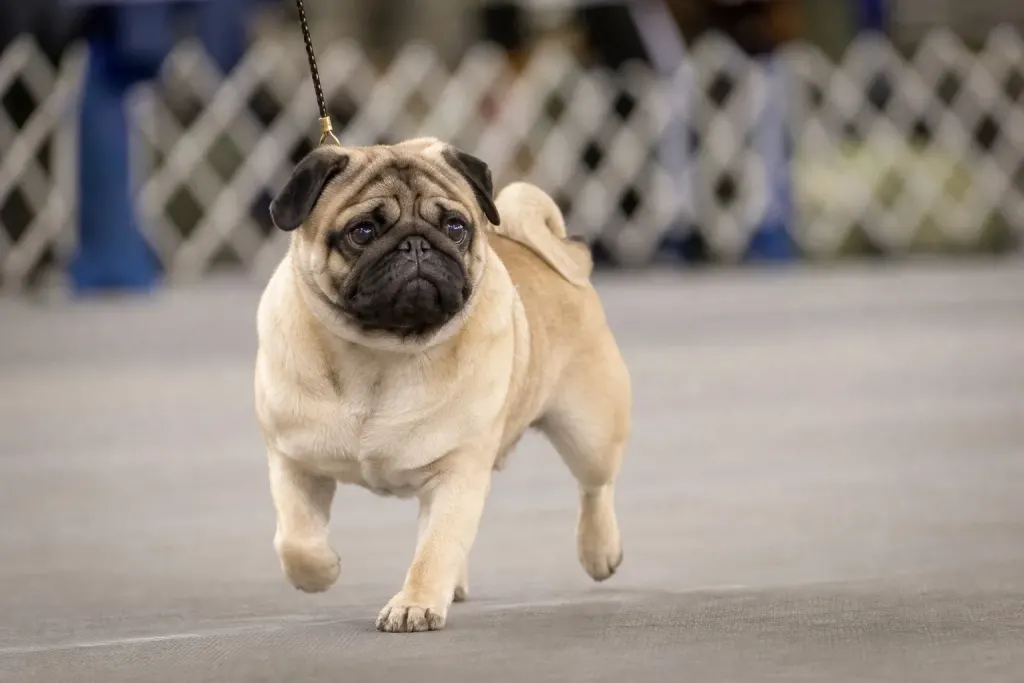 A Pug dog competing in the Toy Group category at an official dog show