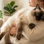 Ragdoll cat lying relaxed in owner's arms showing its limp temperament