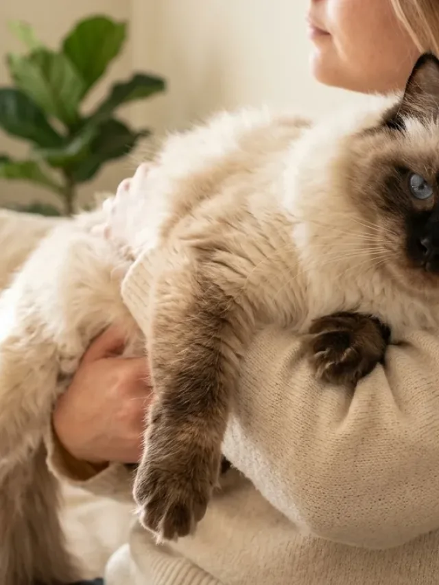 Ragdoll cat lying relaxed in owner's arms showing its limp temperament