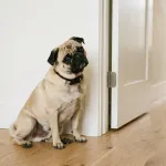 Adult fawn Pug displaying curious and alert behavior while sitting on a living room floor.