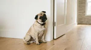 Pug Behavior: Complete Guide to Temperament, Quirks, and Training