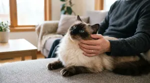 Ragdoll Cat Behavior: Temperament, Personality Traits, and Care Guide