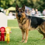 German Shepherd Dog standing in show ring beside official kennel club breed standard documents